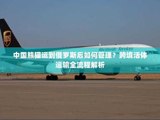 中国熊猫运到俄罗斯后如何管理?跨境活体运输全流程解析 中国熊猫运到俄罗斯后如何管理?跨境活体运输全流程解析