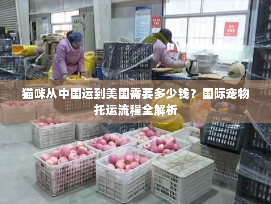 猫咪从中国运到美国需要多少钱?国际宠物托运流程全解析 猫咪从中国运到美国需要多少钱?国际宠物托运流程全解析