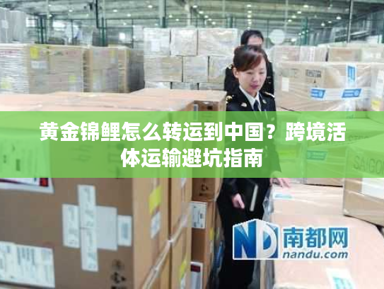 黄金锦鲤怎么转运到中国？跨境活体运输避坑指南