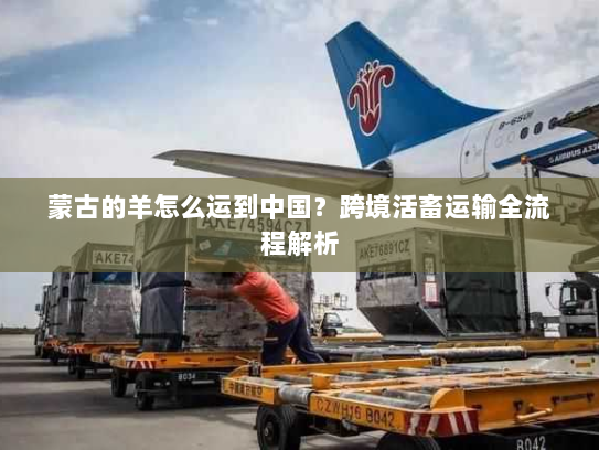 蒙古的羊怎么运到中国?跨境活畜运输全流程解析 蒙古的羊怎么运到中国?跨境活畜运输全流程解析