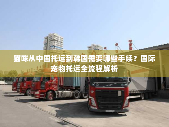 猫咪从中国托运到韩国需要哪些手续?国际宠物托运全流程解析 猫咪从中国托运到韩国需要哪些手续?国际宠物托运全流程解析