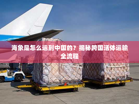 海象是怎么运到中国的？揭秘跨国活体运输全流程