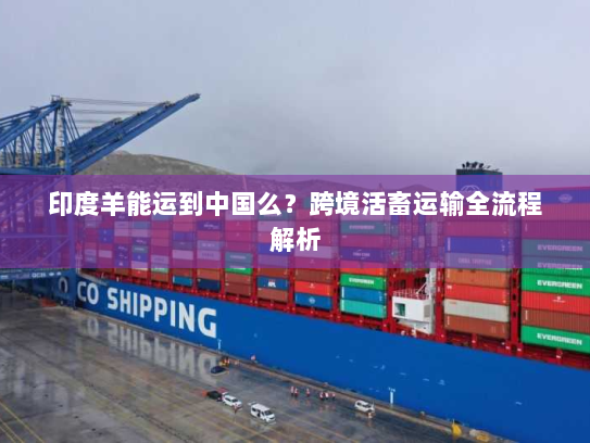 印度羊能运到中国么？跨境活畜运输全流程解析