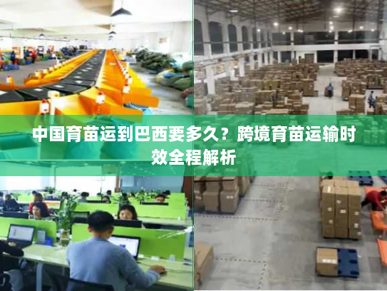 中国育苗运到巴西要多久？跨境育苗运输时效全程解析