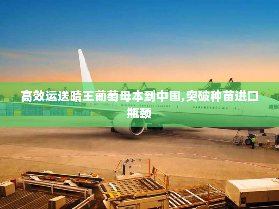 高效运送晴王葡萄母本到中国,突破种苗进口瓶颈 高效运送晴王葡萄母本到中国,突破种苗进口瓶颈