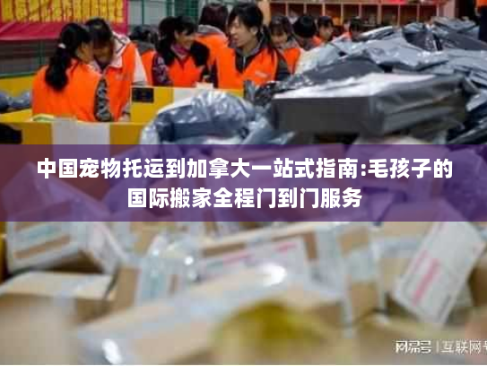 中国宠物托运到加拿大一站式指南:毛孩子的国际搬家全程门到门服务