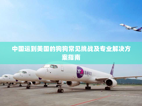 中国运到美国的狗狗常见挑战及专业解决方案指南