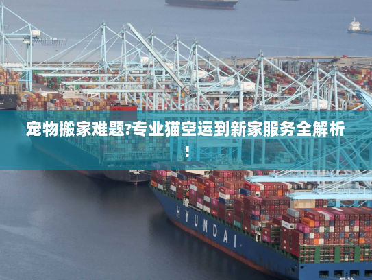 宠物搬家难题?专业猫空运到新家服务全解析! 宠物搬家难题?专业猫空运到新家服务全解析!
