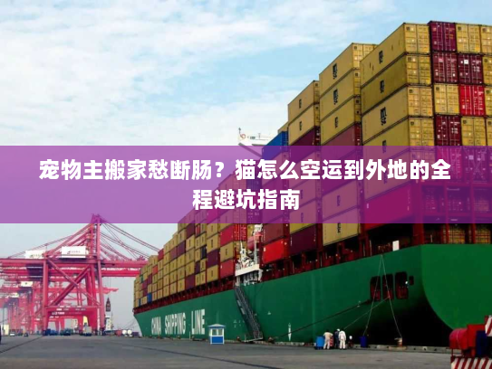 宠物主搬家愁断肠？猫怎么空运到外地的全程避坑指南