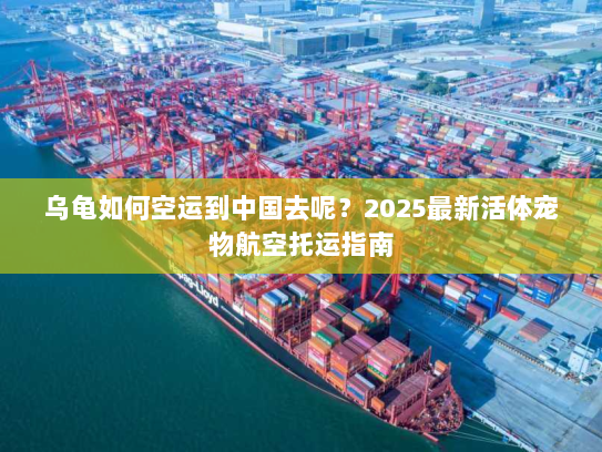 乌龟如何空运到中国去呢?2025最新活体宠物航空托运指南 乌龟如何空运到中国去呢?2025最新活体宠物航空托运指南