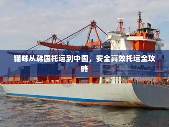 猫咪从韩国托运到中国,安全高效托运全攻略 猫咪从韩国托运到中国,安全高效托运全攻略