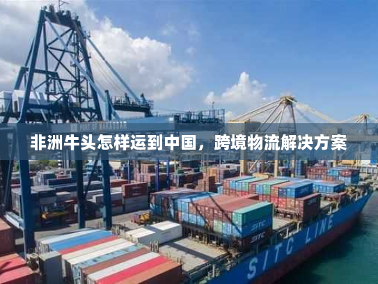 非洲牛头怎样运到中国，跨境物流解决方案