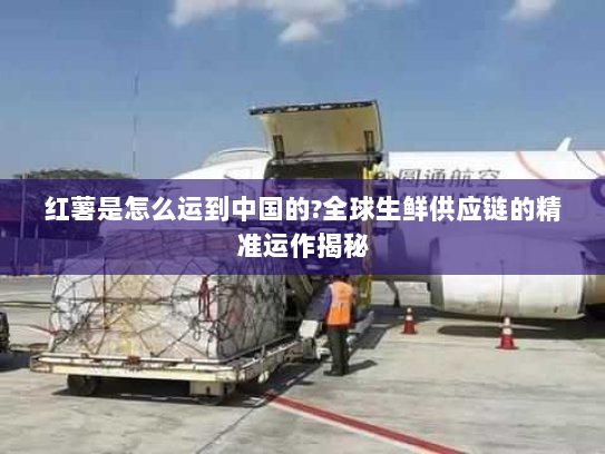 红薯是怎么运到中国的?全球生鲜供应链的精准运作揭秘 红薯是怎么运到中国的?全球生鲜供应链的精准运作揭秘