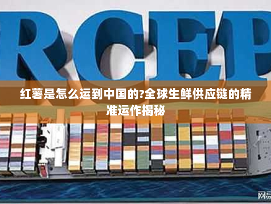 红薯是怎么运到中国的?全球生鲜供应链的精准运作揭秘 红薯是怎么运到中国的?全球生鲜供应链的精准运作揭秘