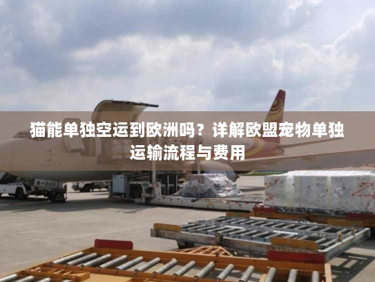 猫能单独空运到欧洲吗？详解欧盟宠物单独运输流程与费用