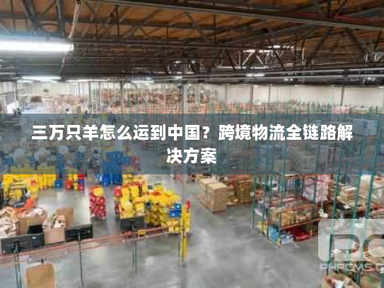 三万只羊怎么运到中国?跨境物流全链路解决方案 三万只羊怎么运到中国?跨境物流全链路解决方案