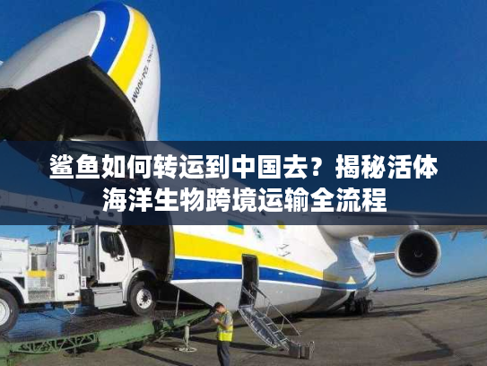 鲨鱼如何转运到中国去？揭秘活体海洋生物跨境运输全流程