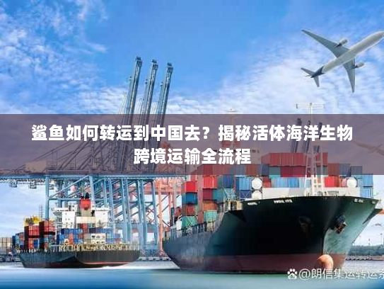 鲨鱼如何转运到中国去？揭秘活体海洋生物跨境运输全流程