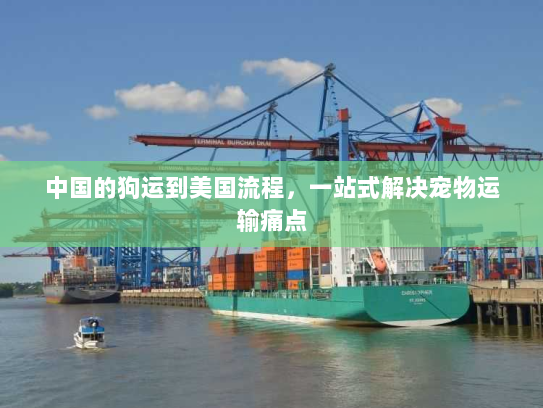 中国的狗运到美国流程,一站式解决宠物运输痛点 中国的狗运到美国流程,一站式解决宠物运输痛点
