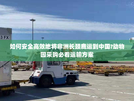 如何安全高效地将非洲长颈鹿运到中国?动物园采购必看运输方案 如何安全高效地将非洲长颈鹿运到中国?动物园采购必看运输方案