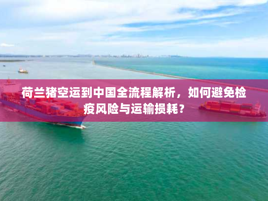 荷兰猪空运到中国全流程解析，如何避免检疫风险与运输损耗？