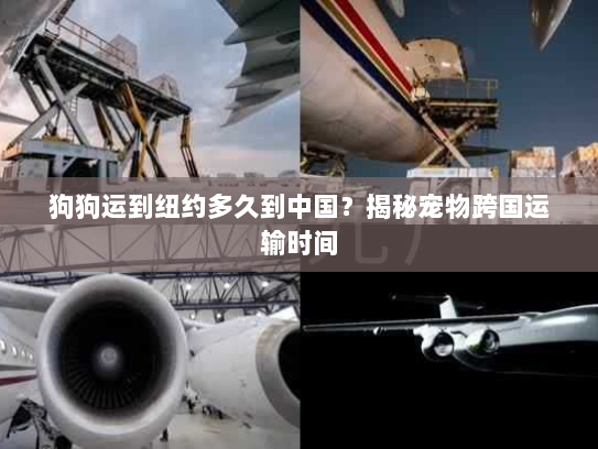 狗狗运到纽约多久到中国？揭秘宠物跨国运输时间