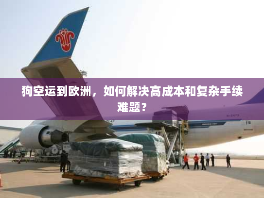 狗空运到欧洲，如何解决高成本和复杂手续难题？