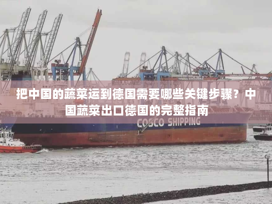 把中国的蔬菜运到德国需要哪些关键步骤?中国蔬菜出口德国的完整指南 把中国的蔬菜运到德国需要哪些关键步骤?中国蔬菜出口德国的完整指南