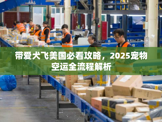 带爱犬飞美国必看攻略，2025宠物空运全流程解析