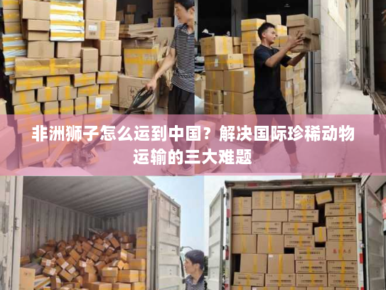 非洲狮子怎么运到中国？解决国际珍稀动物运输的三大难题