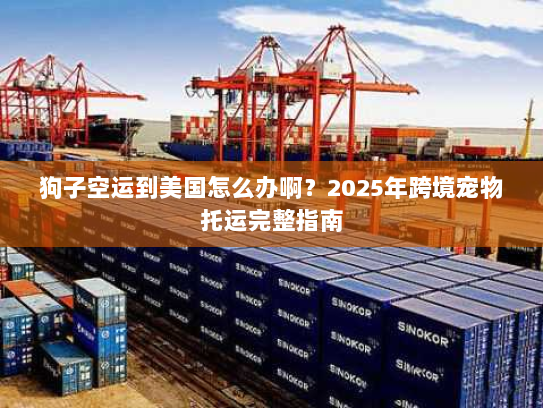 狗子空运到美国怎么办啊?2025年跨境宠物托运完整指南 狗子空运到美国怎么办啊?2025年跨境宠物托运完整指南