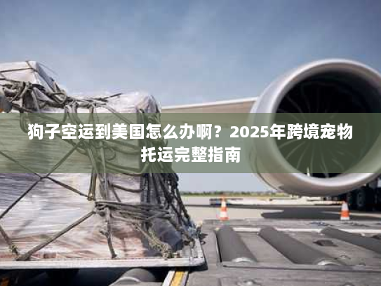 狗子空运到美国怎么办啊？2025年跨境宠物托运完整指南