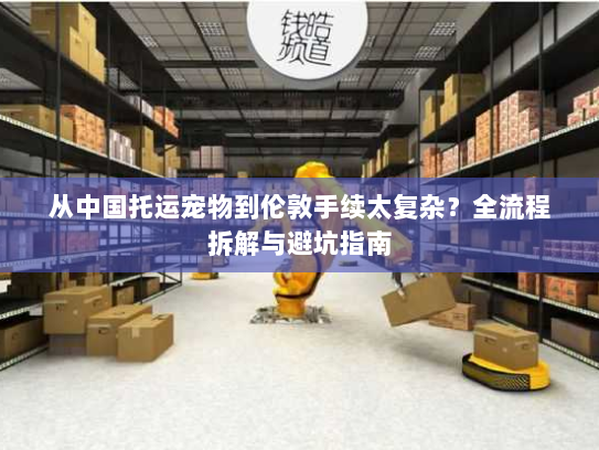 从中国托运宠物到伦敦手续太复杂？全流程拆解与避坑指南