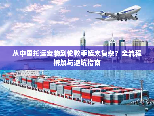 从中国托运宠物到伦敦手续太复杂？全流程拆解与避坑指南