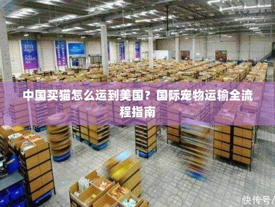 中国买猫怎么运到美国？国际宠物运输全流程指南