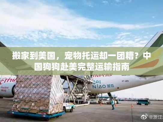 搬家到美国,宠物托运却一团糟?中国狗狗赴美完整运输指南 搬家到美国,宠物托运却一团糟?中国狗狗赴美完整运输指南