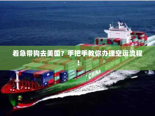 着急带狗去美国？手把手教你办理空运流程！