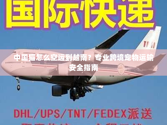 中国猫怎么空运到越南?专业跨境宠物运输安全指南 中国猫怎么空运到越南?专业跨境宠物运输安全指南