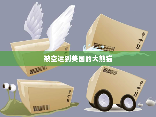 被空运到美国的大熊猫 被空运到美国的大熊猫