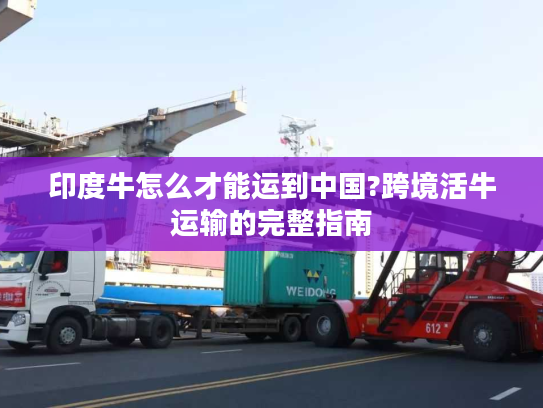 印度牛怎么才能运到中国?跨境活牛运输的完整指南