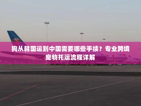狗从韩国运到中国需要哪些手续？专业跨境宠物托运流程详解