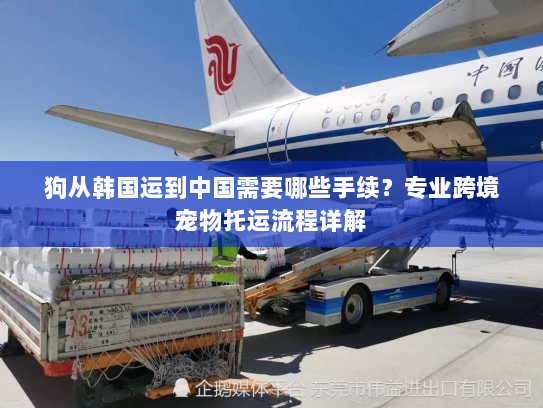 狗从韩国运到中国需要哪些手续?专业跨境宠物托运流程详解 狗从韩国运到中国需要哪些手续?专业跨境宠物托运流程详解
