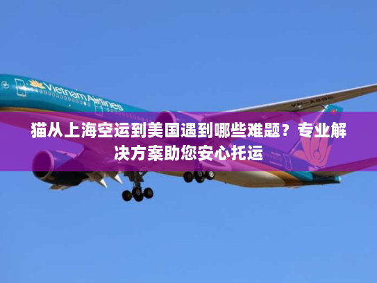 猫从上海空运到美国遇到哪些难题？专业解决方案助您安心托运