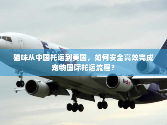 猫咪从中国托运到美国，如何安全高效完成宠物国际托运流程？