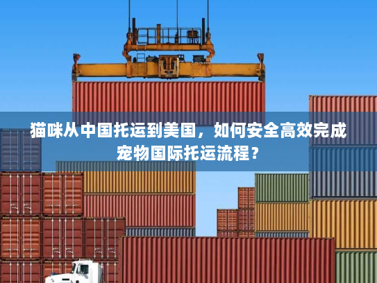 猫咪从中国托运到美国，如何安全高效完成宠物国际托运流程？