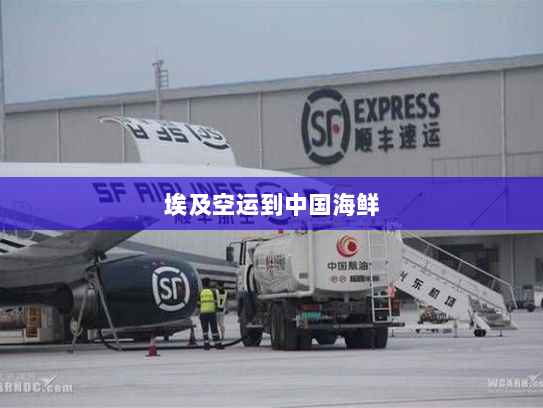 埃及空运到中国海鲜 埃及空运到中国海鲜