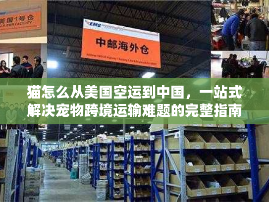 猫怎么从美国空运到中国，一站式解决宠物跨境运输难题的完整指南