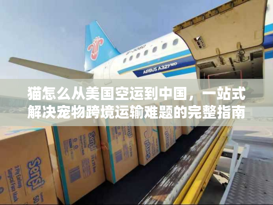 猫怎么从美国空运到中国，一站式解决宠物跨境运输难题的完整指南