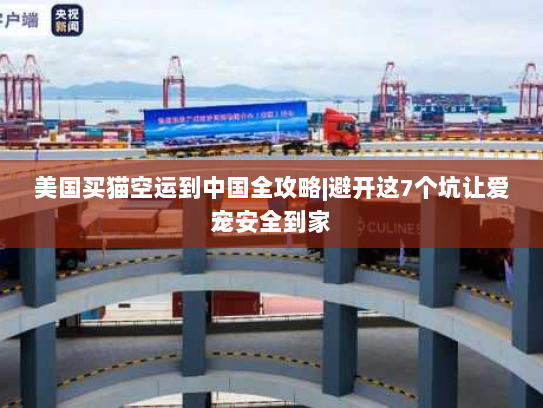 美国买猫空运到中国全攻略|避开这7个坑让爱宠安全到家 美国买猫空运到中国全攻略|避开这7个坑让爱宠安全到家