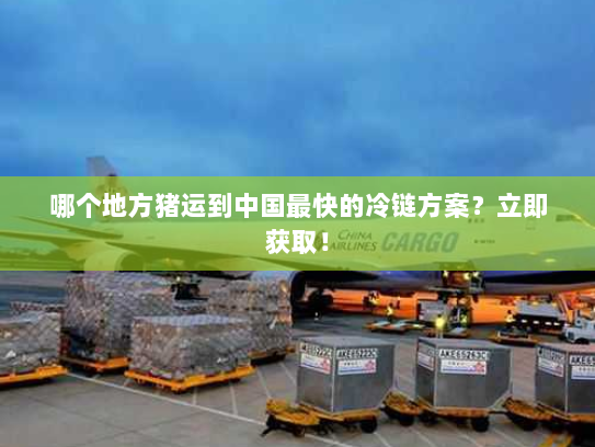 哪个地方猪运到中国最快的冷链方案？立即获取！